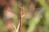 J19_9226 Crocothemis servilia female